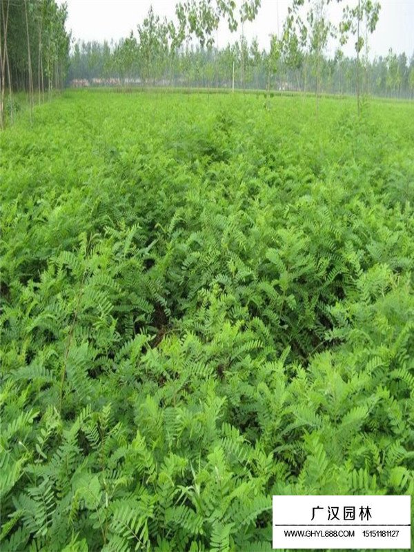 紫穗槐批發(fā)(圖1)