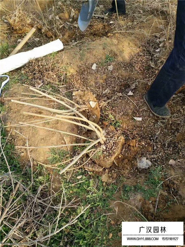 紫穗槐小苗(圖3)