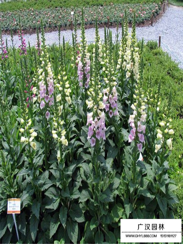 釣鐘柳多少錢一斤(圖2)