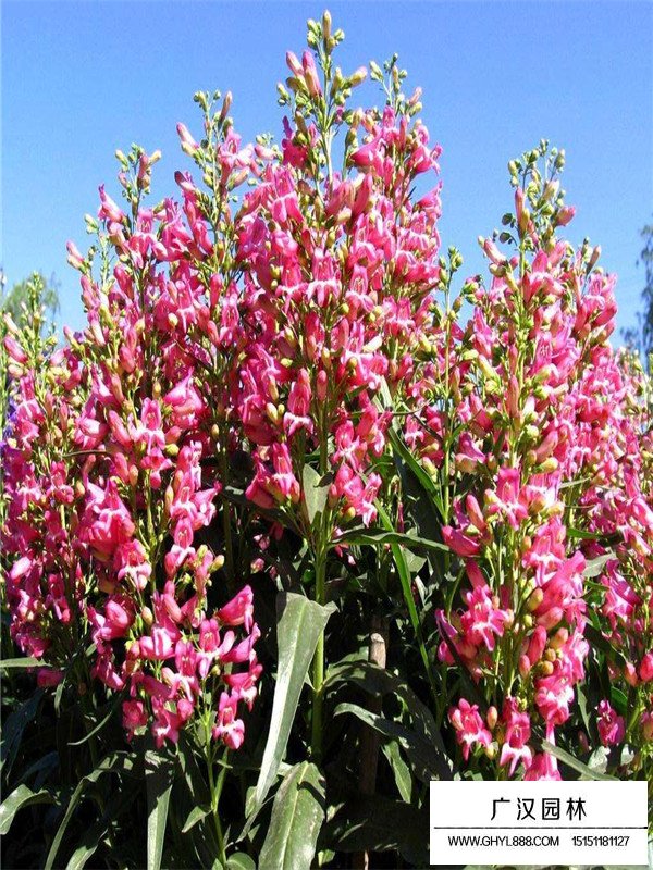 釣鐘柳多少錢一斤(圖3)