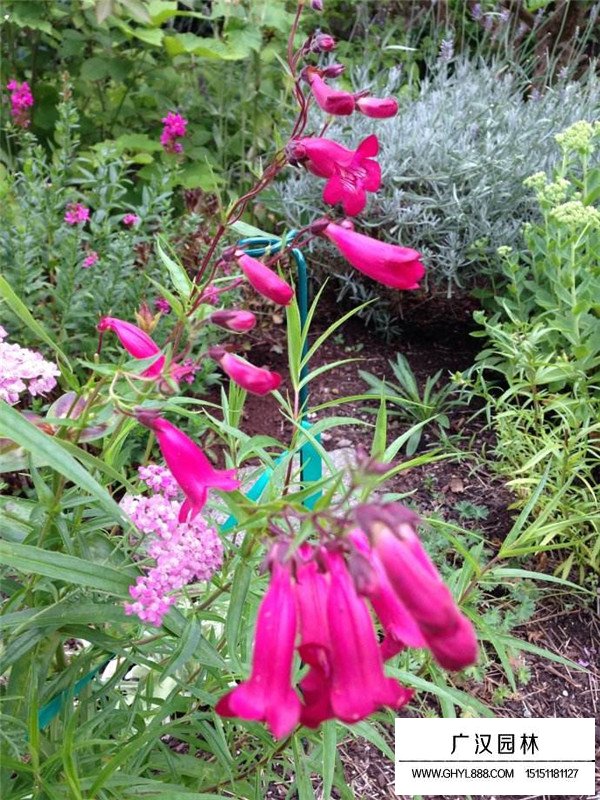 釣鐘柳種子怎么賣的(圖2)