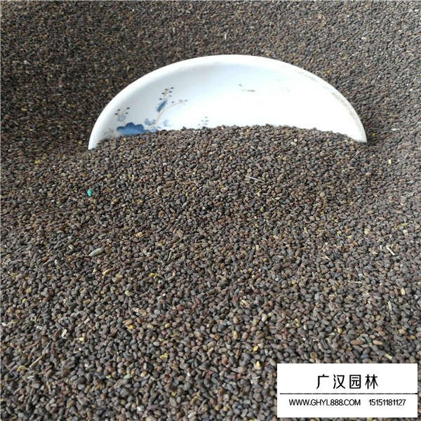 二月蘭種子價(jià)格是多少(圖3)