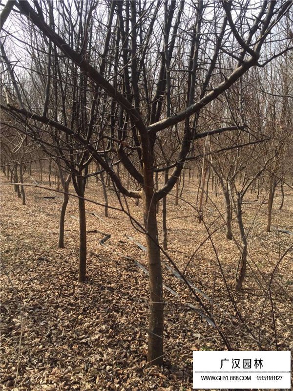 垂絲海棠的培育技巧(圖3)