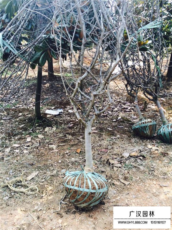 怎么種植垂絲海棠(圖2)