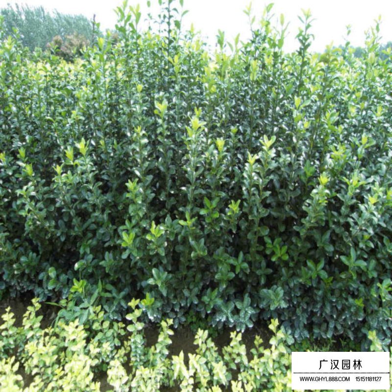 大葉黃楊生長環(huán)境(圖2)