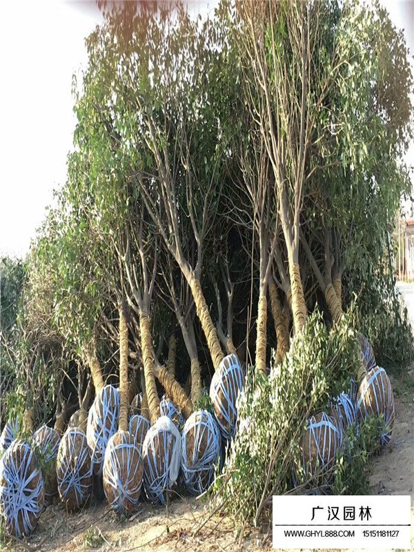 大葉女貞種植技術(shù)(圖2)