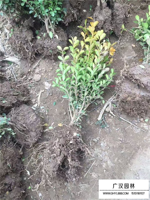 瓜子黃楊能做綠籬嗎(圖2)