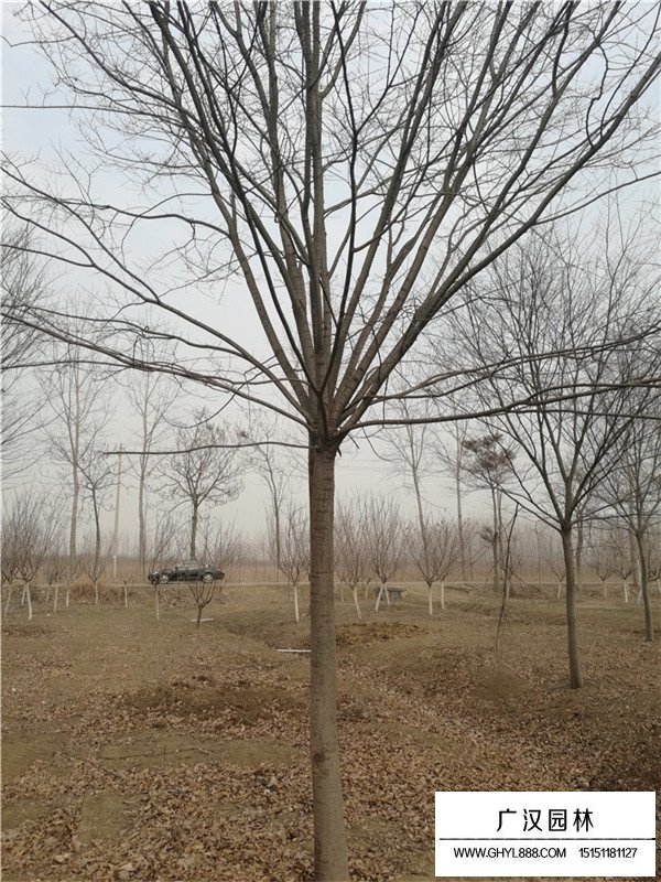 紅櫸樹產(chǎn)地哪里(圖1)