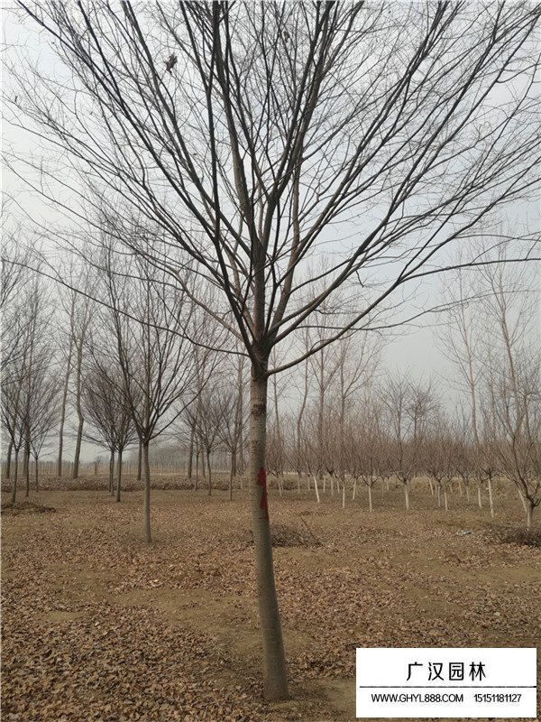 紅櫸樹種植基地哪里(圖1)