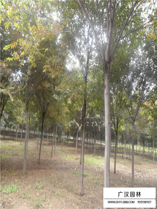 紅櫸樹種植基地哪里(圖2)