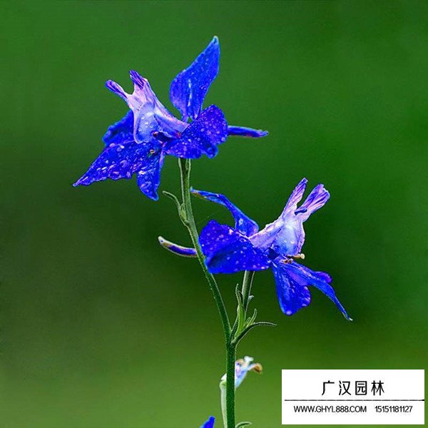 飛燕草種子多少錢一斤(圖1)