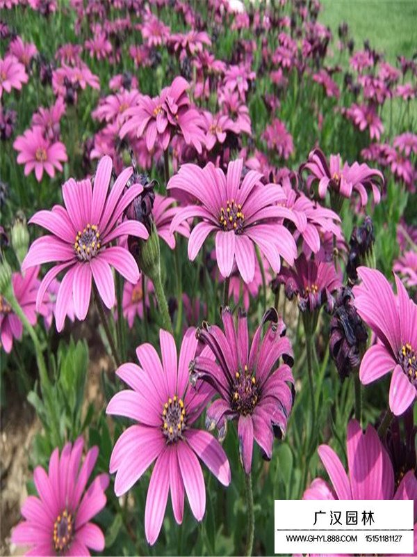 非洲菊有種子嗎(圖2)