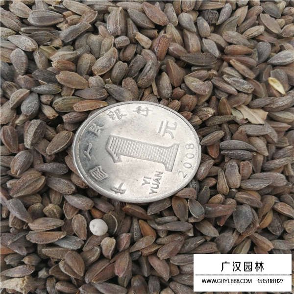 非洲菊種子怎么賣的(圖3)