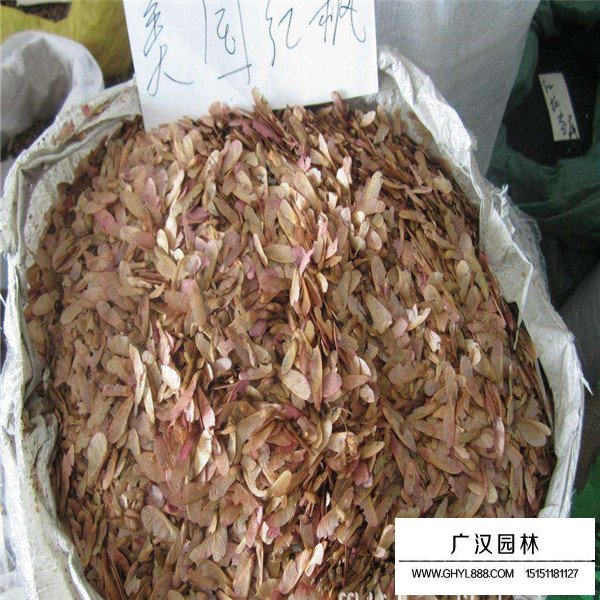 美國紅楓種子(圖3)