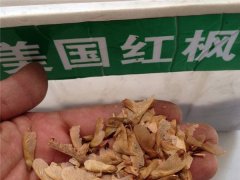 美國紅楓種子