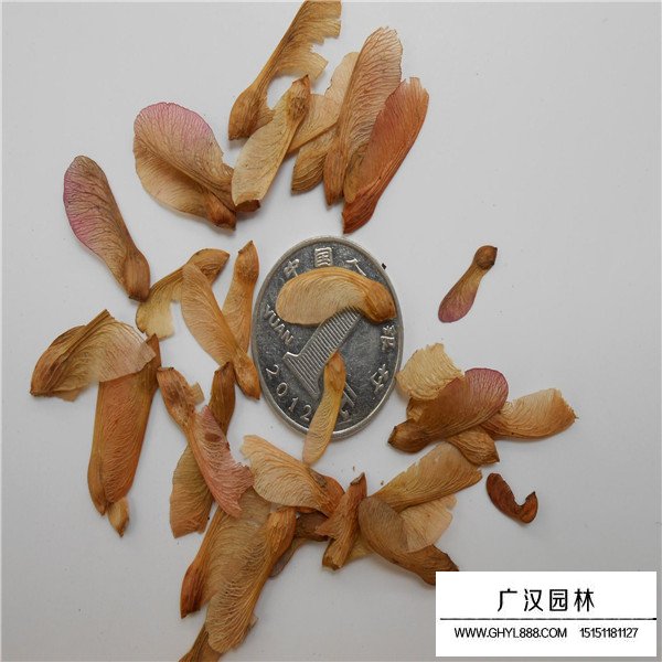 美國紅楓種子 美國紅楓種子