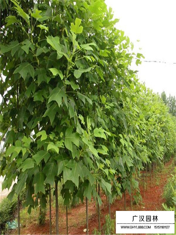 北美鵝掌楸介紹(圖1)