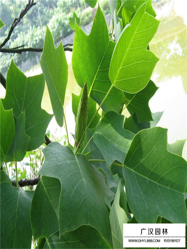 北美鵝掌楸簡介(圖2)