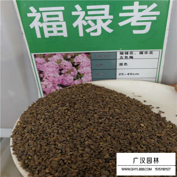 福祿考種子價(jià)格是多少(圖1)