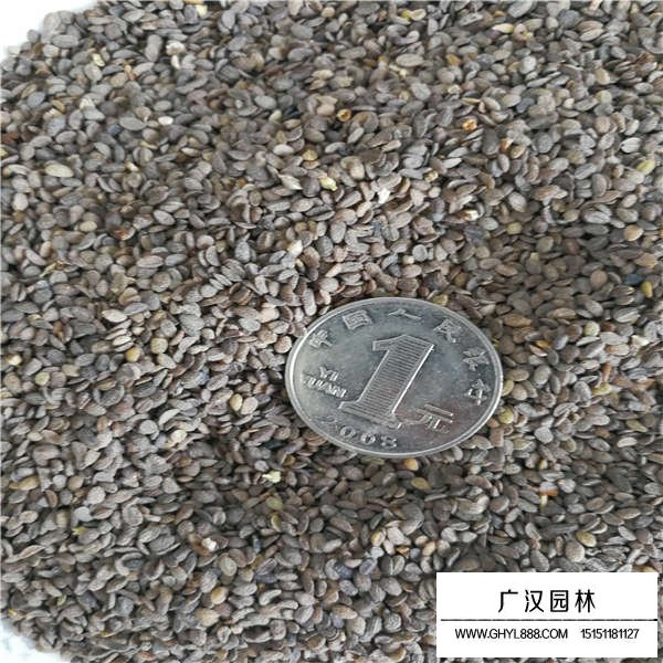 福祿考種子容易種植嗎(圖3)