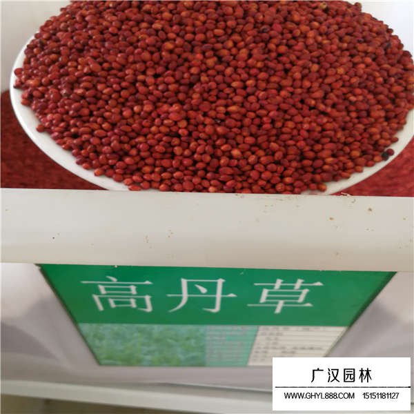 高丹草種子多少錢一斤(圖1)