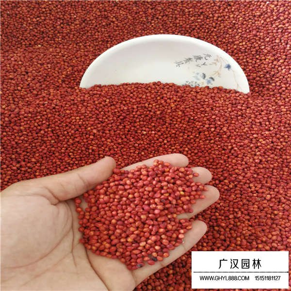 高丹草種子多少錢一斤(圖3)