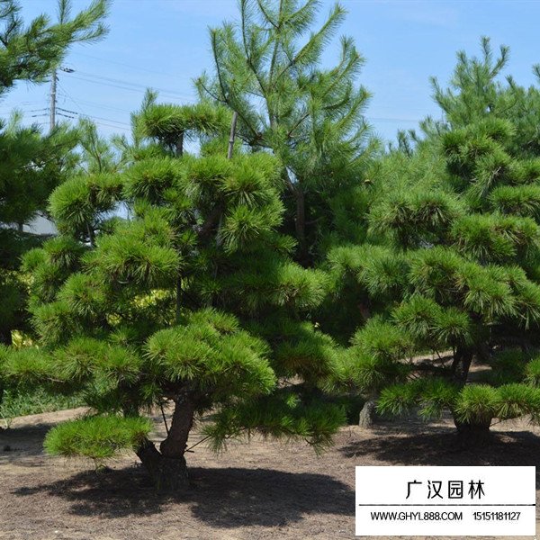 黑松(圖2) 黑松(圖2)