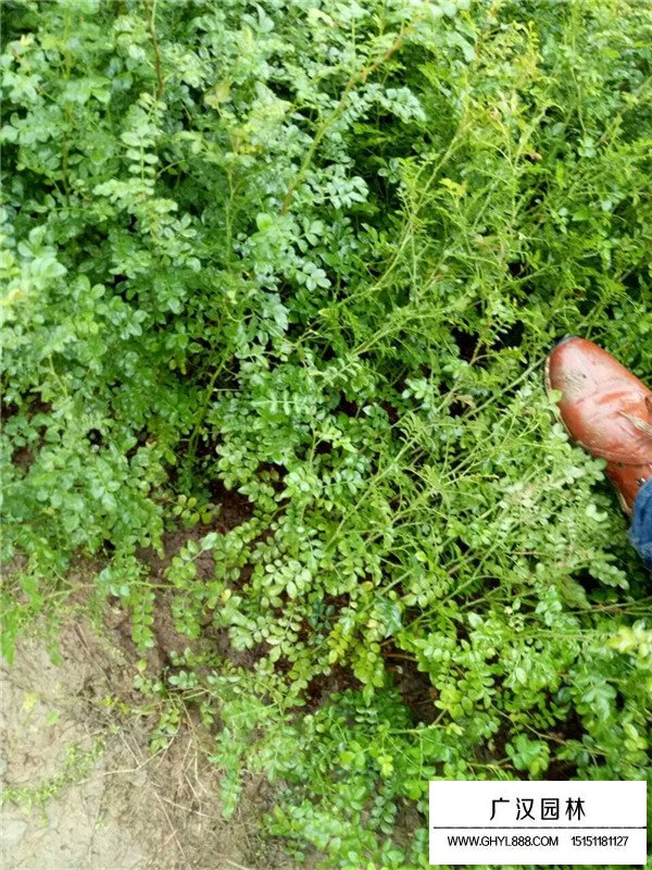 黃刺玫簡介(圖1)