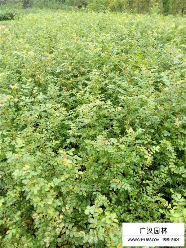 黃刺玫簡介(圖2)