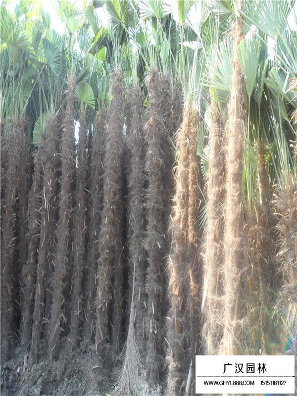 棕櫚樹簡介(圖3)