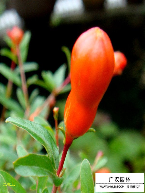 花石榴介紹(圖1)
