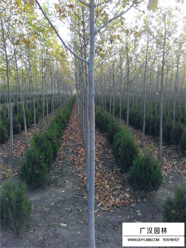 金葉白蠟介紹(圖1)