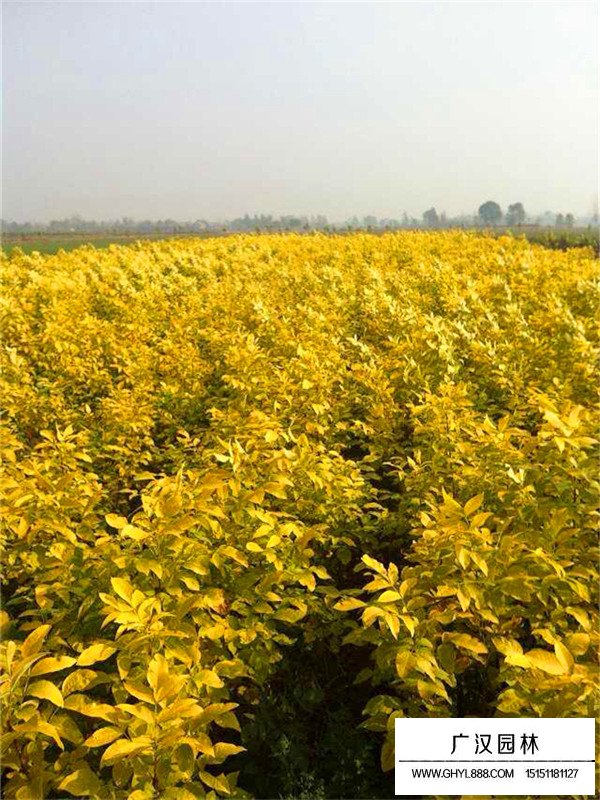 金葉白蠟介紹(圖2)