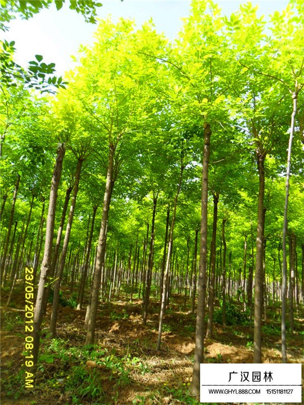 金葉白蠟簡介(圖4)