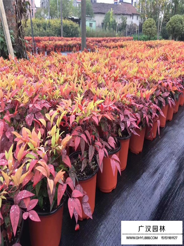 火焰南天竹簡介(圖1)