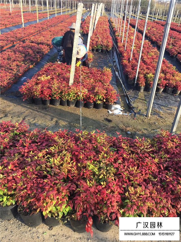 火焰南天竹簡介(圖4)