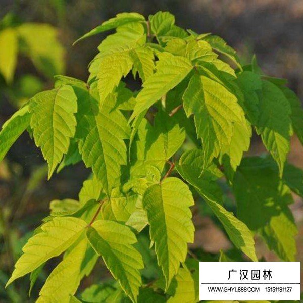 金葉復(fù)葉槭介紹(圖1)