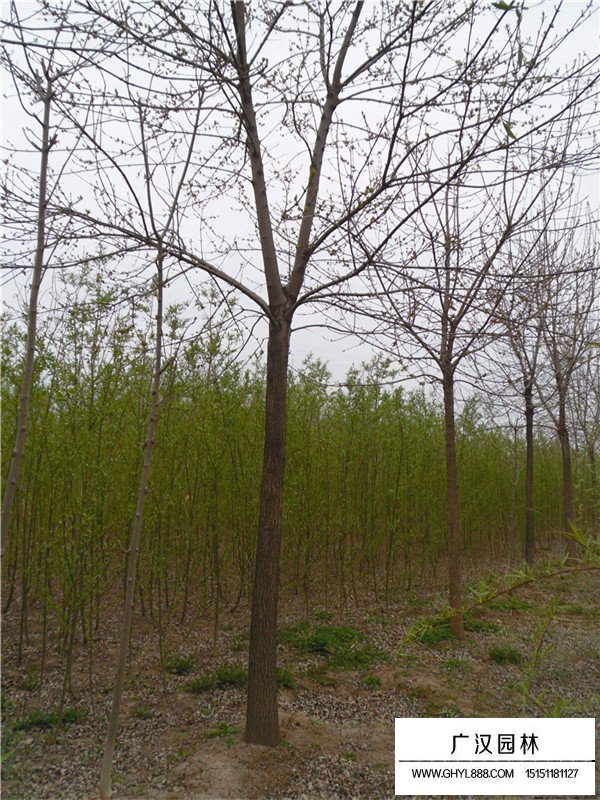 速生白蠟簡(jiǎn)介(圖2)