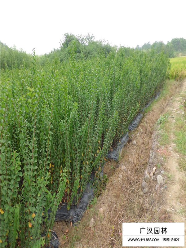 速生紫薇介紹(圖3)