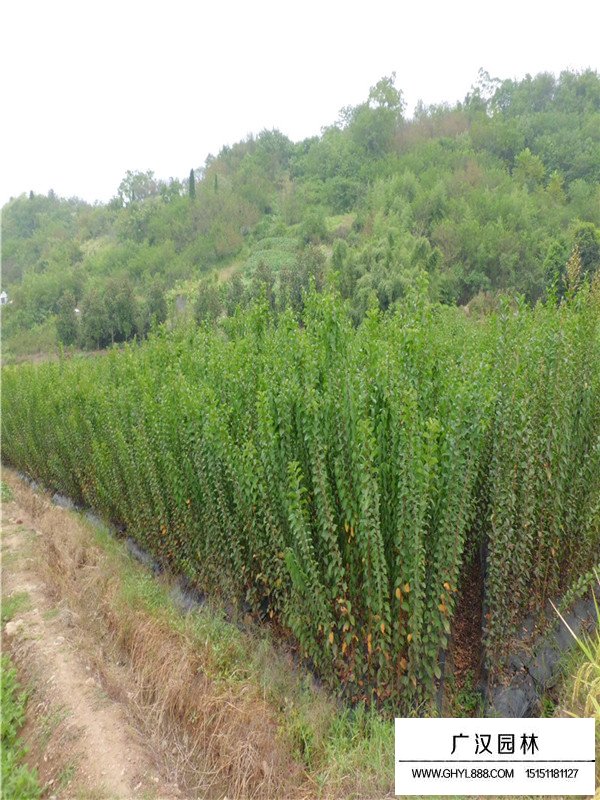 速生紫薇介紹(圖4)