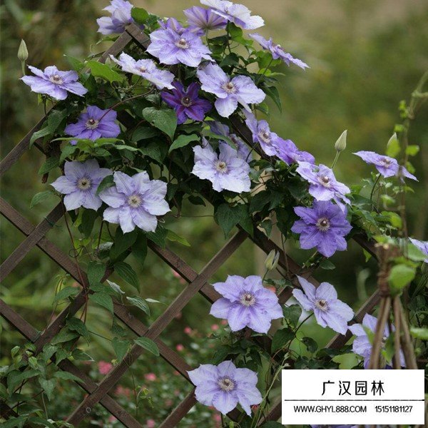 鐵線蓮介紹(圖2)