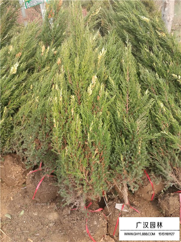 花柏球介紹(圖2)