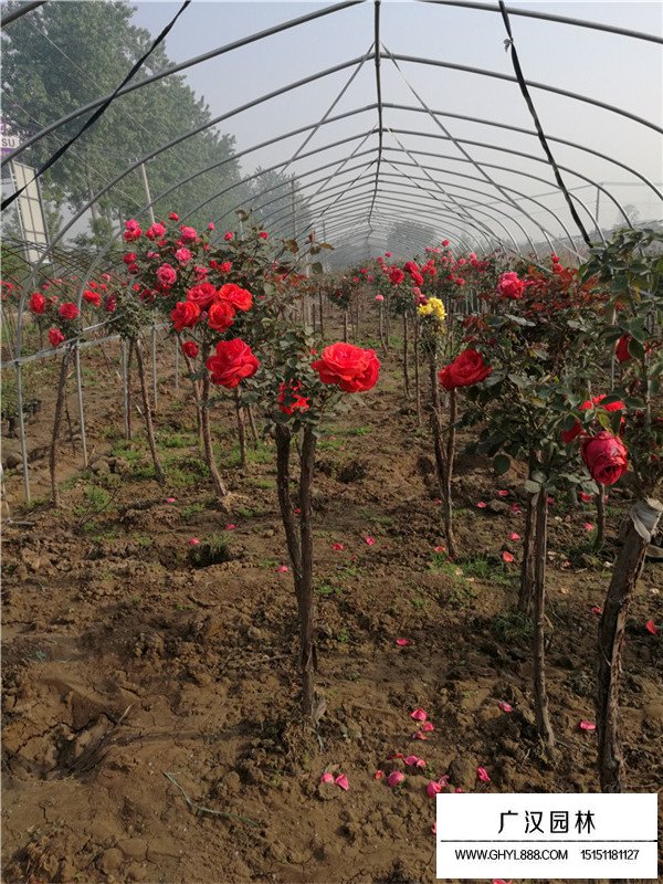 樹(shù)狀月季簡(jiǎn)介(圖3)