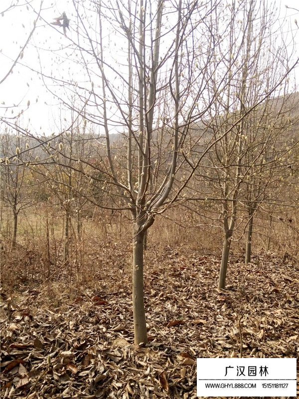 紫玉蘭價格(圖5)