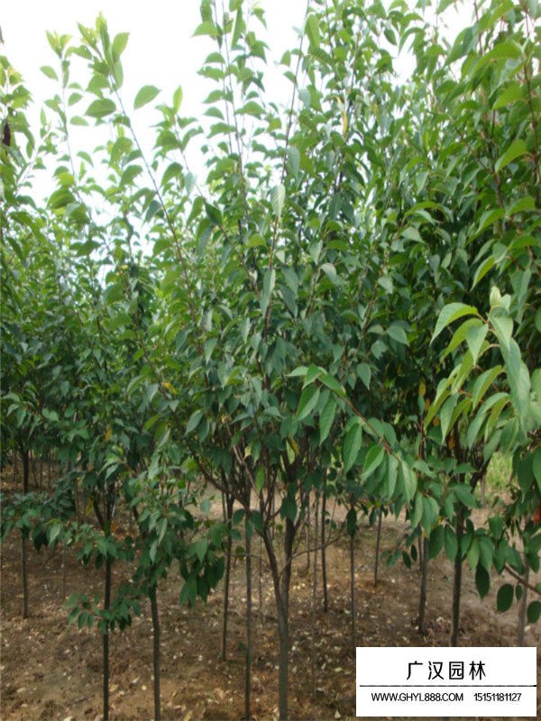 福建山櫻花簡介(圖1)