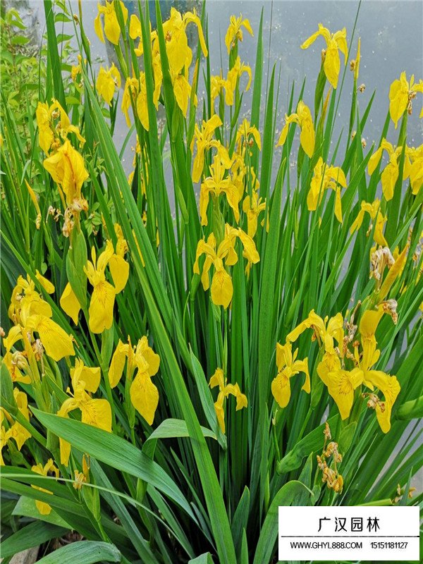 黃菖蒲簡介(圖1)