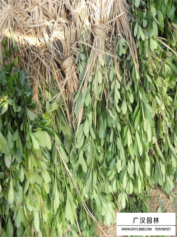 海桐苗介紹(圖2)