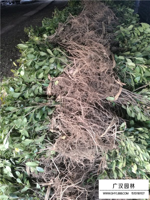 海桐苗簡介(圖4)