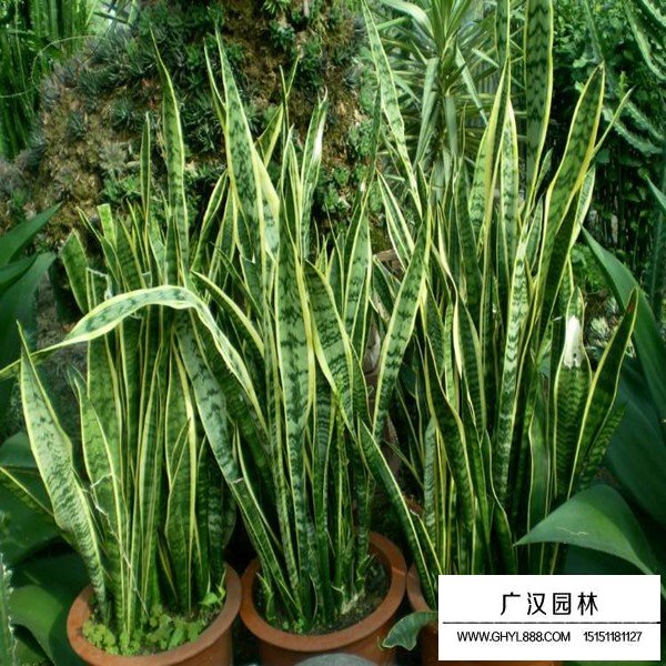 虎尾蘭介紹(圖1)