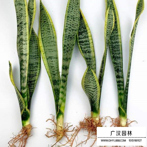 虎尾蘭介紹(圖4)